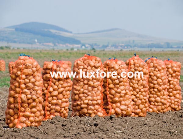Potato Harvest Bags on Farm