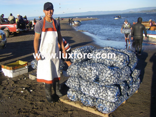 Plastic Mesh Sack for Clams Packing